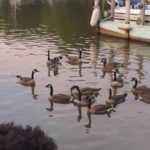 Meet your Posher, Smiley